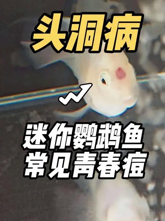 迷你鹦鹉鱼头洞病如何解决
