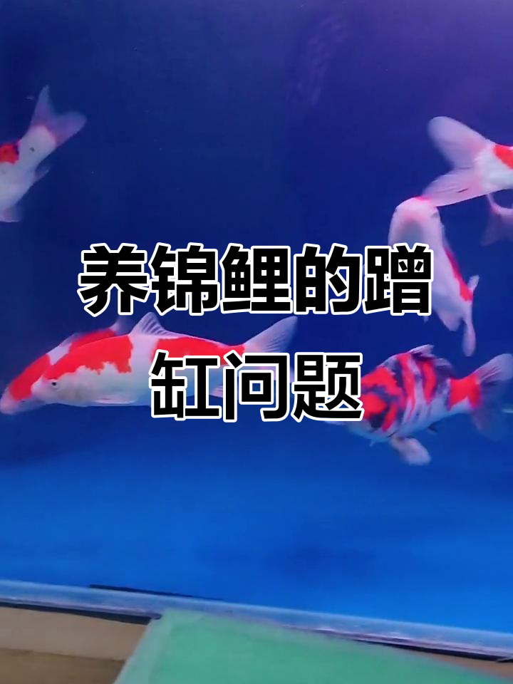河北宏源养锦鲤:蹭缸不一定是虫害,了解原因和应对方法