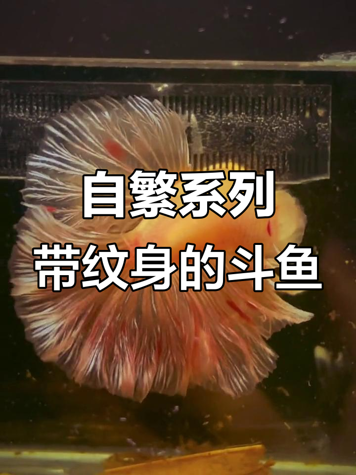 泰国斗鱼自带纹身，血斑粉让你轻松养鱼
