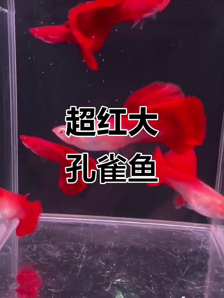 超级血红孔雀鱼,超大背鳍与尾鳍惊艳登场