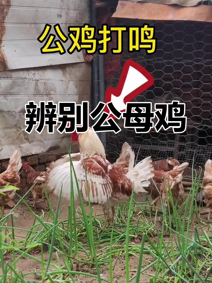 公鸡与母鸡的区别,轻松分辨