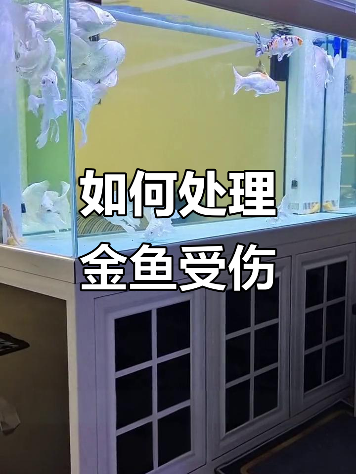 观赏鱼外伤掉鳞怎么办?水质调理与隔离技巧全解析