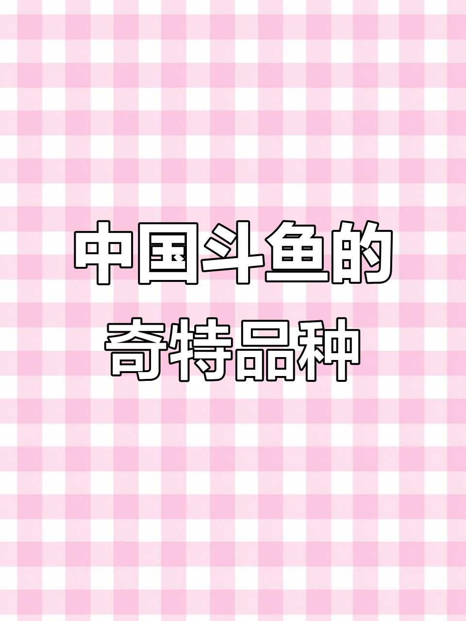 这是什么神秘的中国斗鱼品种?黑叉、冷谱还是其他什么?