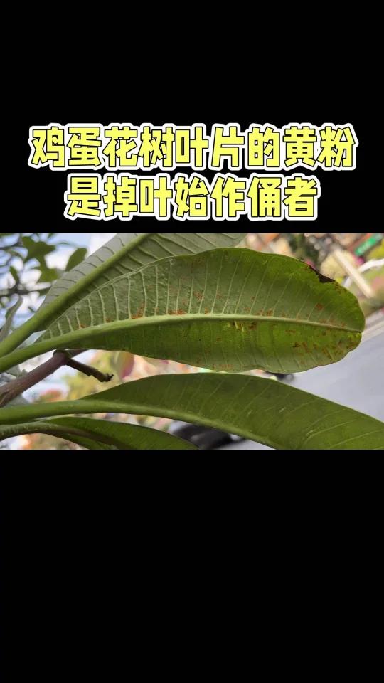 鸡蛋花树叶片的黄粉是掉叶始作俑者
