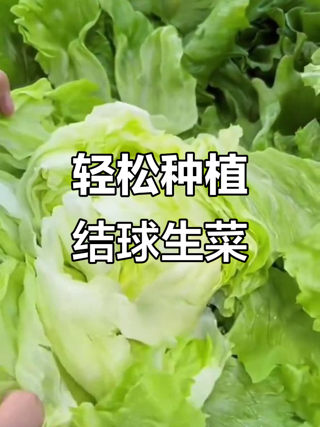 结球生菜,脆嫩美味又好种,秋播正当时