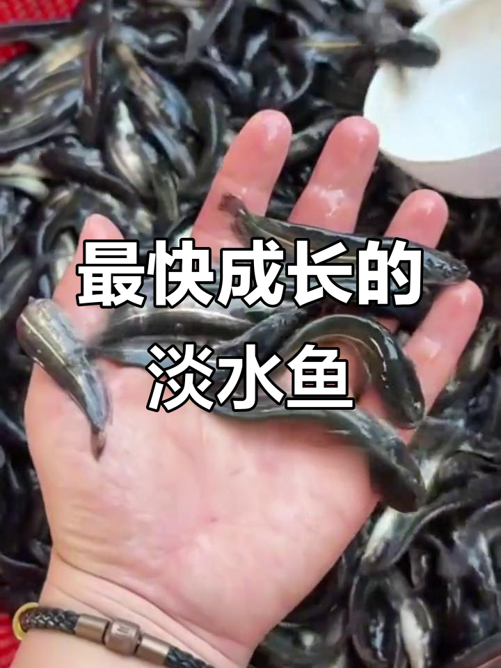 生长速度最快的五种淡水鱼,你了解吗?
