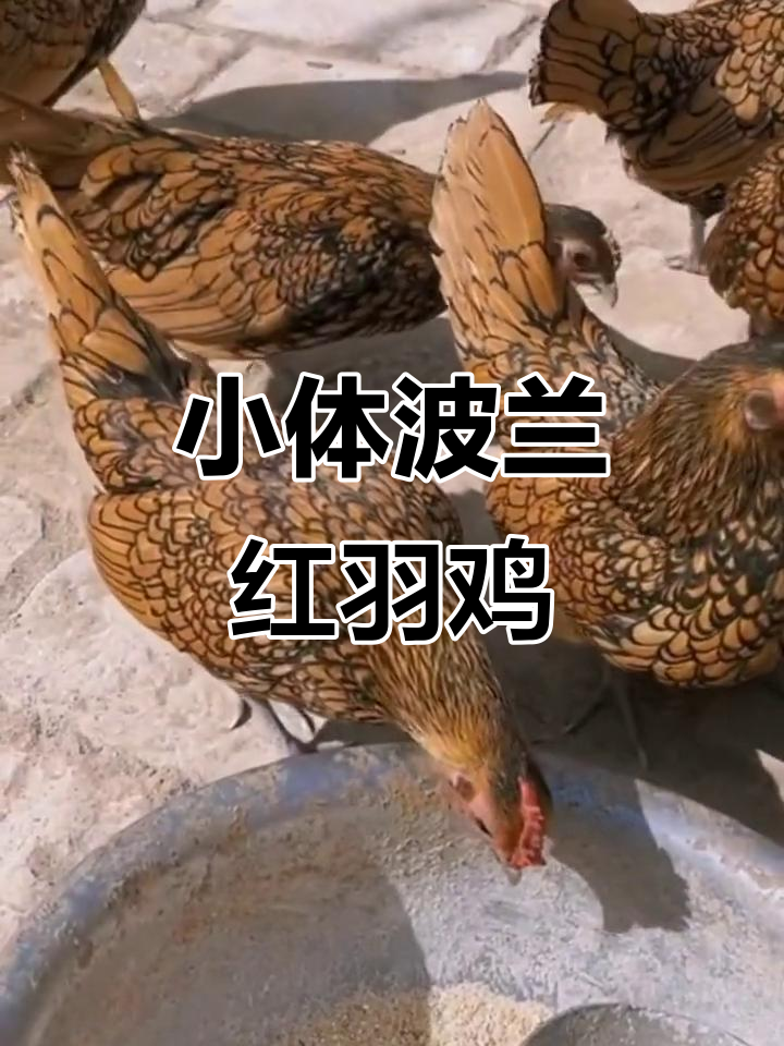 波兰鸡:美丽花纹与高腿肌,适合各地饲养的观赏品种
