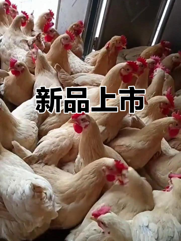 6月新到江西鸡、广西王,清远乌脚鸡热销中!
