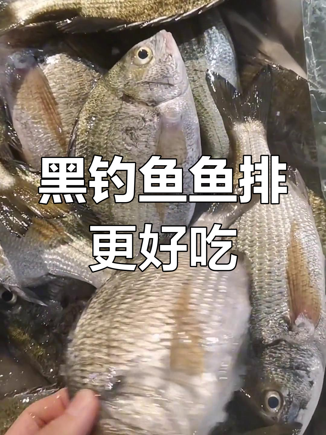 鱼排养殖的黑钓鱼更美味,塘养腥味重