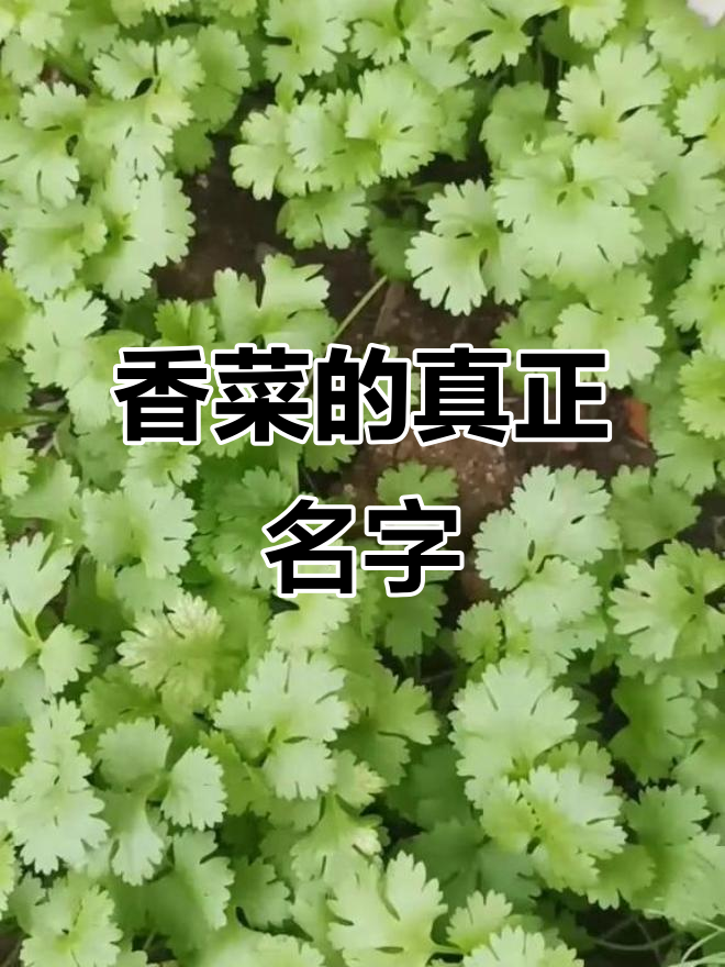 香菜学名叫研岁,农村人叫法更正确