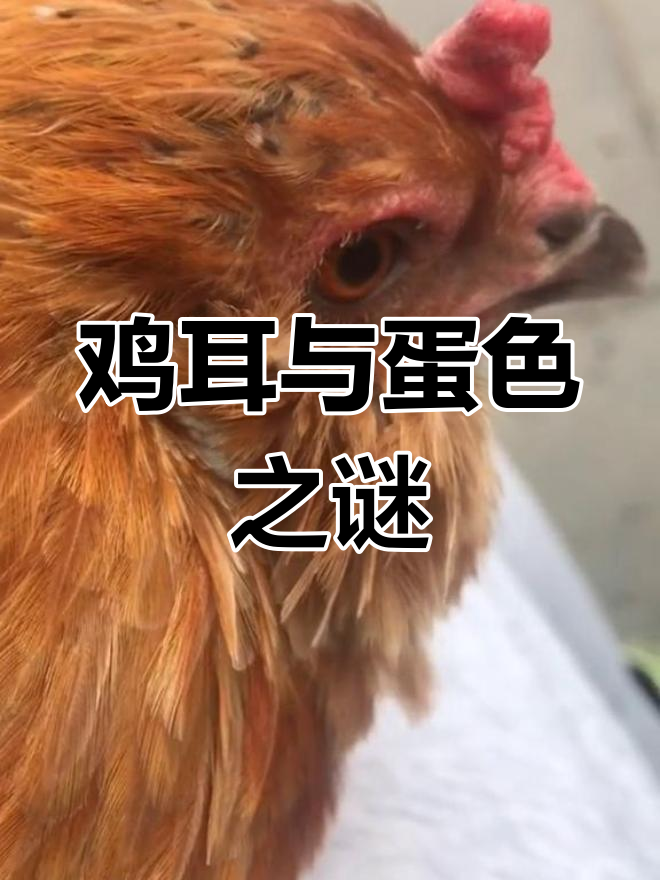 鸡的耳朵竟然有颜色,和蛋的颜色有关?