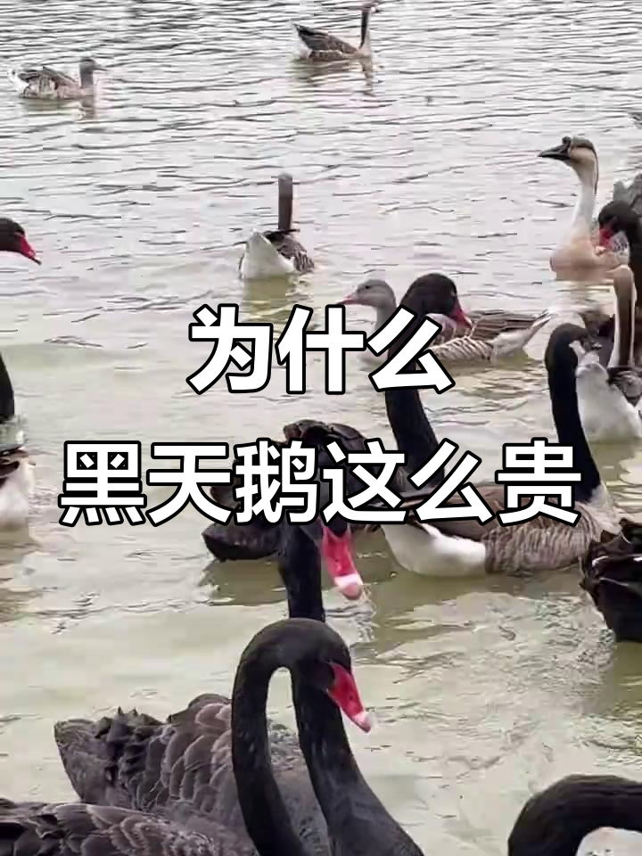 黑天鹅为何如此高贵?看它的羽毛和吃相就知道了