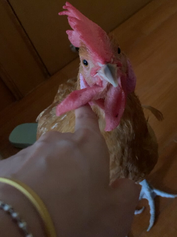 早上怎么才能让公鸡不打鸣呢,被投诉了