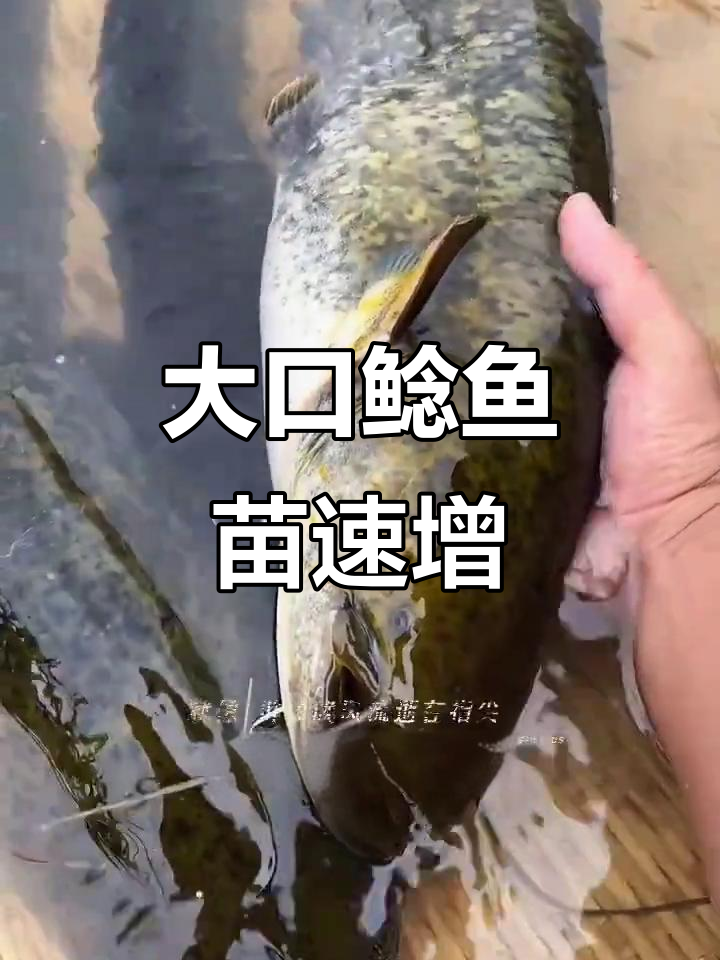 南方大口鲶鱼苗,一年轻松长5-10斤
