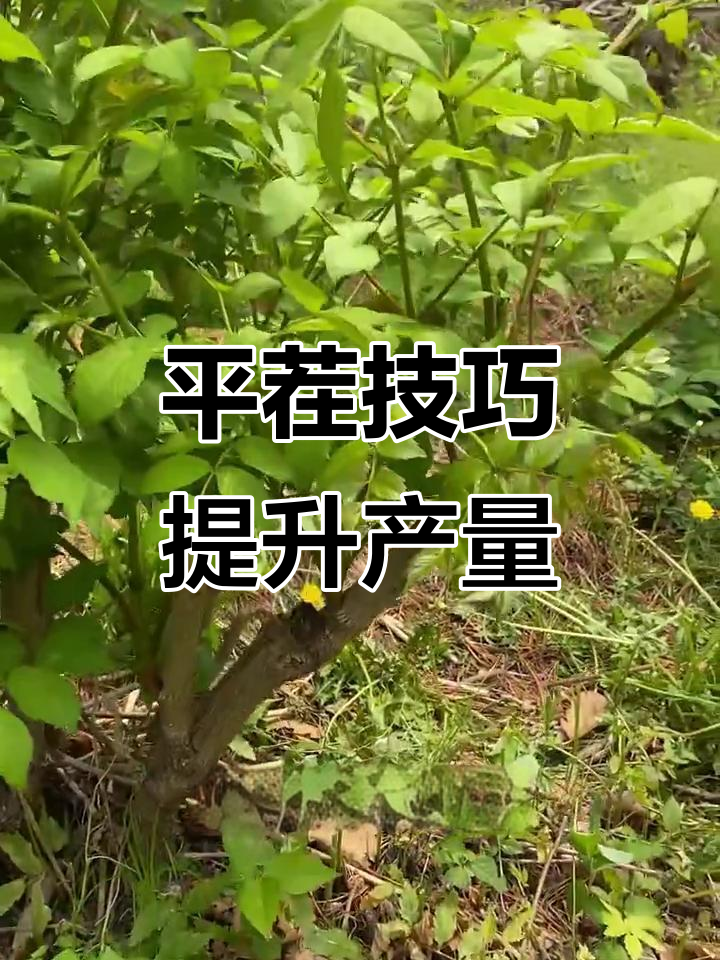 刺嫩芽平茬技术揭秘,掌握这些让产量翻倍