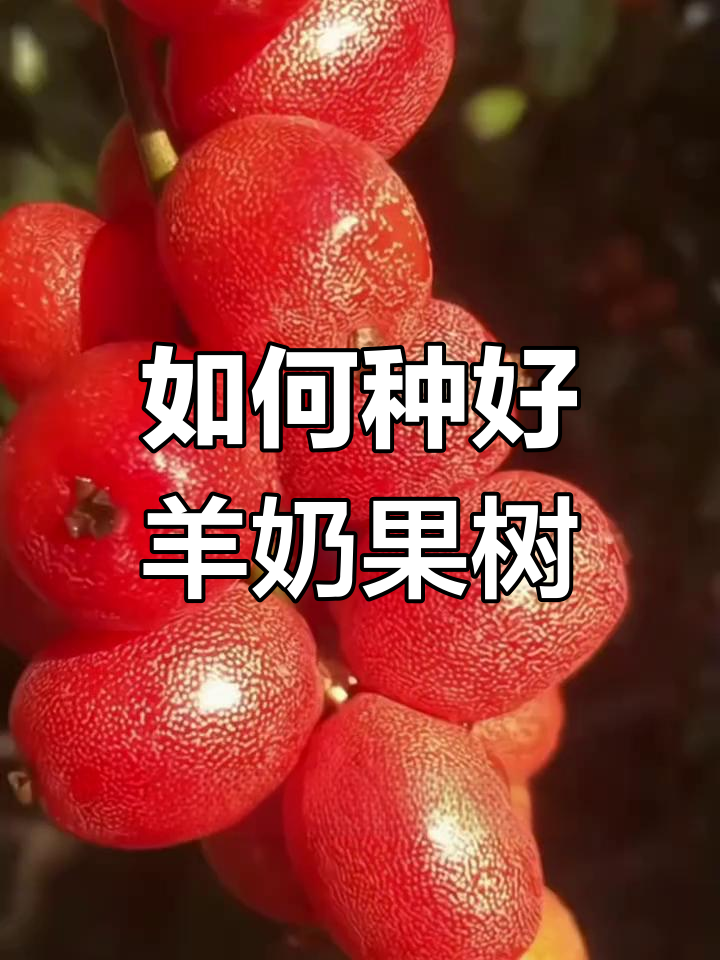 羊奶果种植技巧:选苗、浇水与施肥全攻略