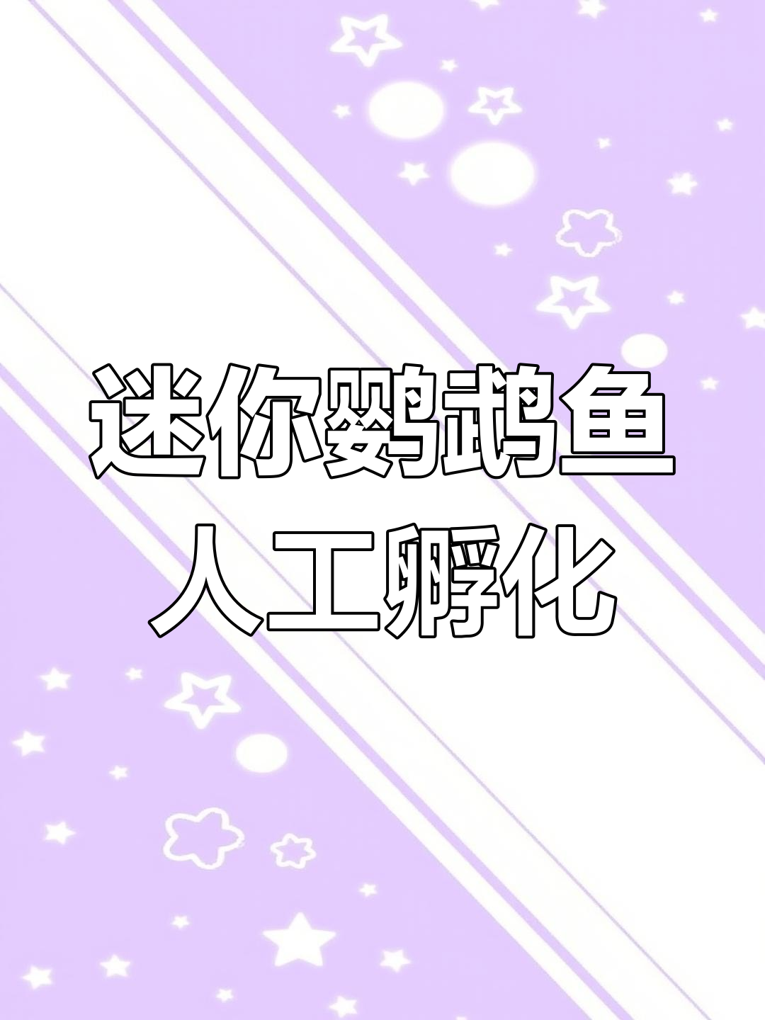 迷你鹦鹉鱼人工孵化技巧,轻松提罐繁殖!