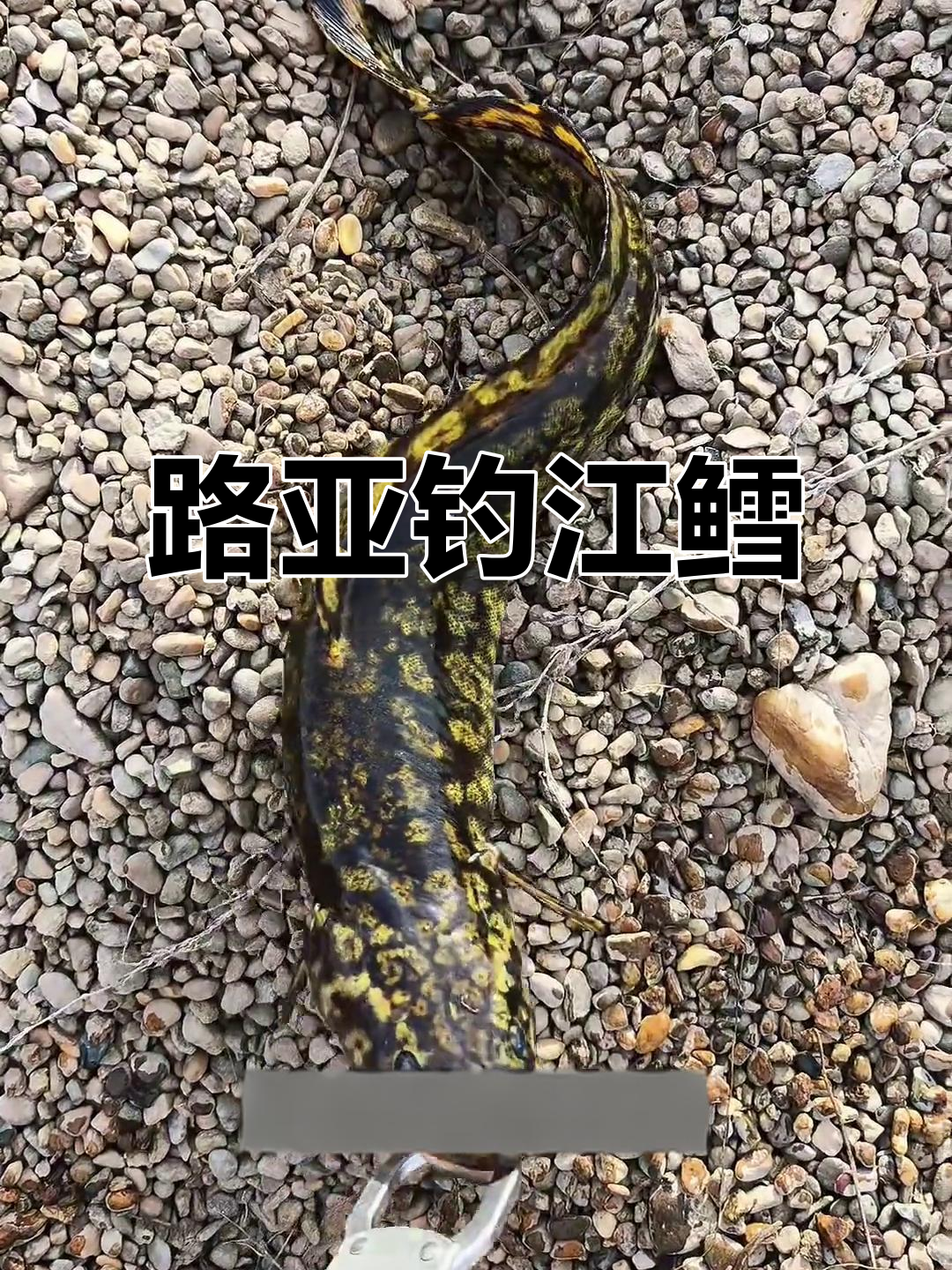 江鳕鱼与山鲶鱼的差别,路亚钓法揭秘