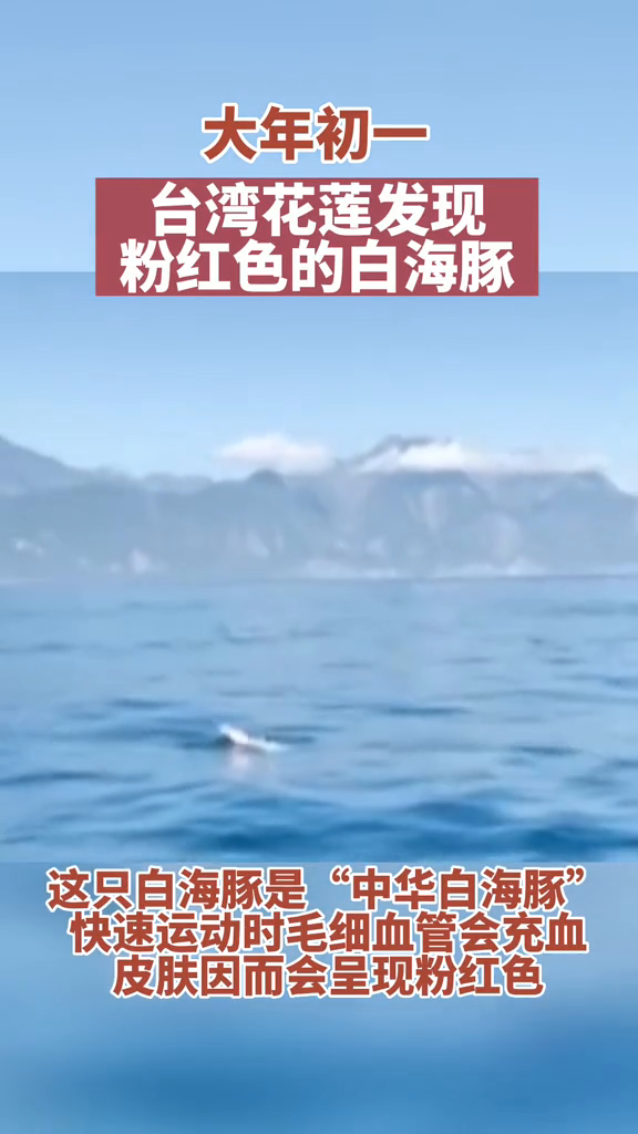 台湾花莲发现粉红色海豚