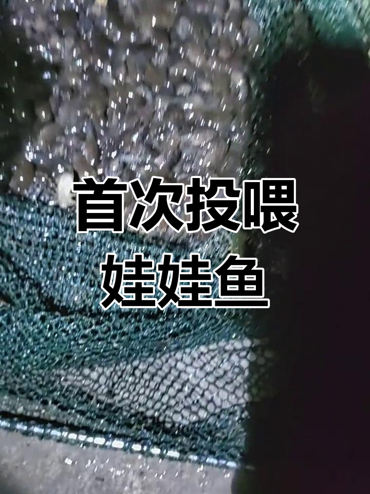 第一次投喂娃娃鱼,今天用小蝌蚪做饵料