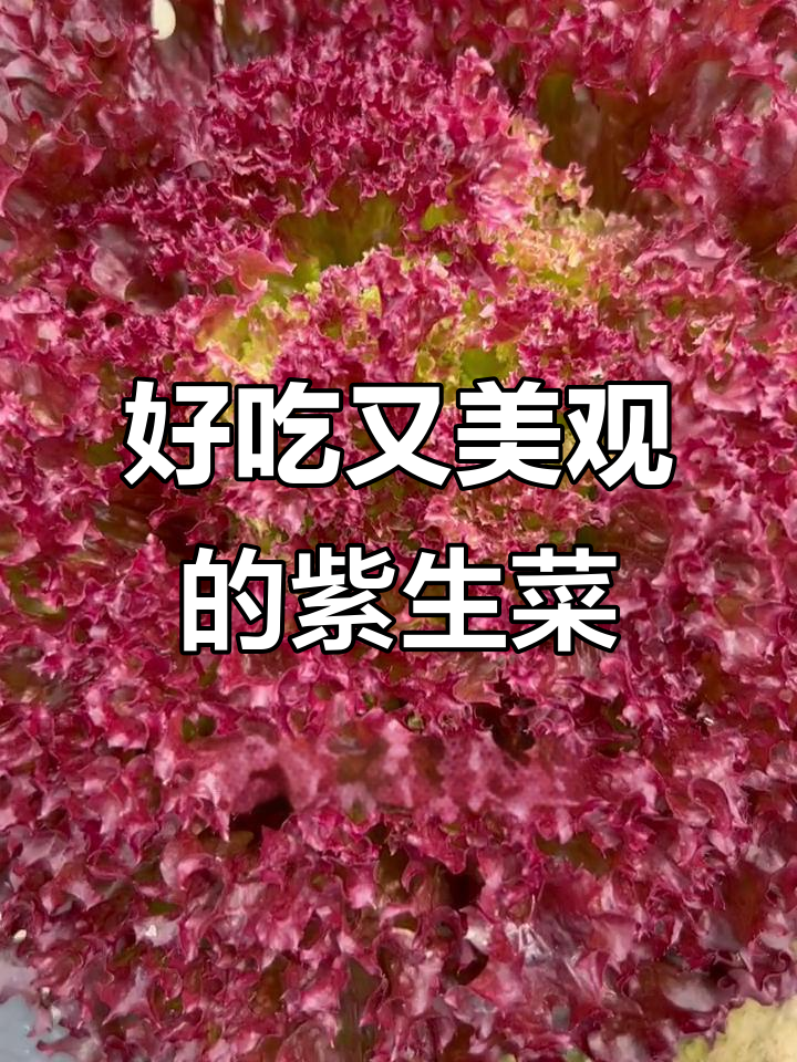 紫色生菜:美味又好看,减肥利器,家里种几棵吃不完