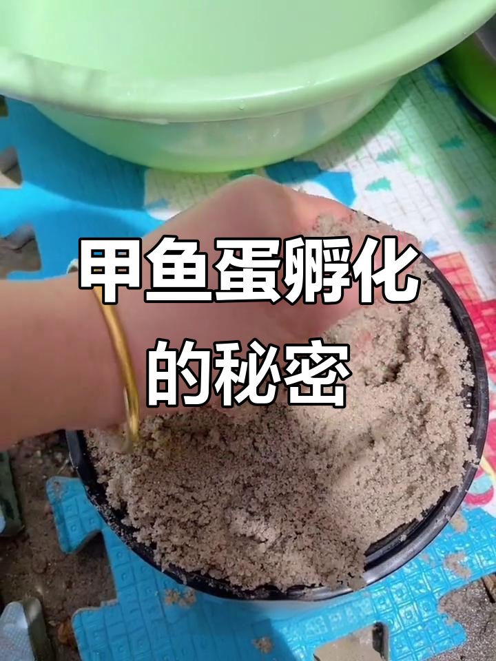甲鱼蛋孵化全过程,30天静待花开