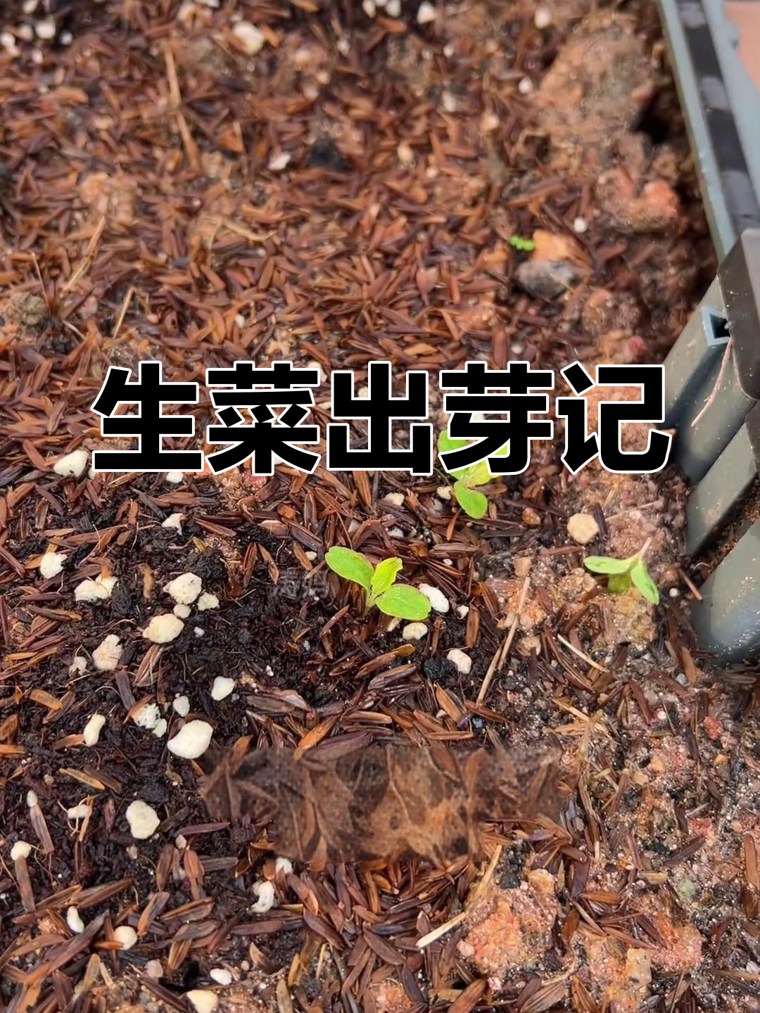 生菜苗齐刷刷,每窝留一株,长势喜人!