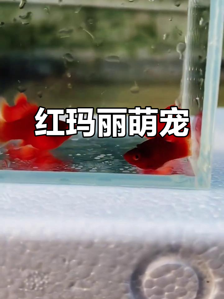 萌鱼红玛丽,圆滚滚游动,既可爱又能帮忙清洁鱼缸!