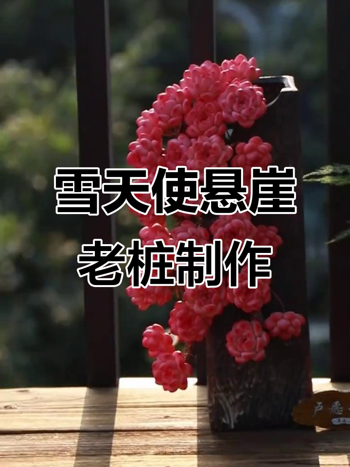 雪天使悬崖老桩手工教程,打造仿真多肉景观