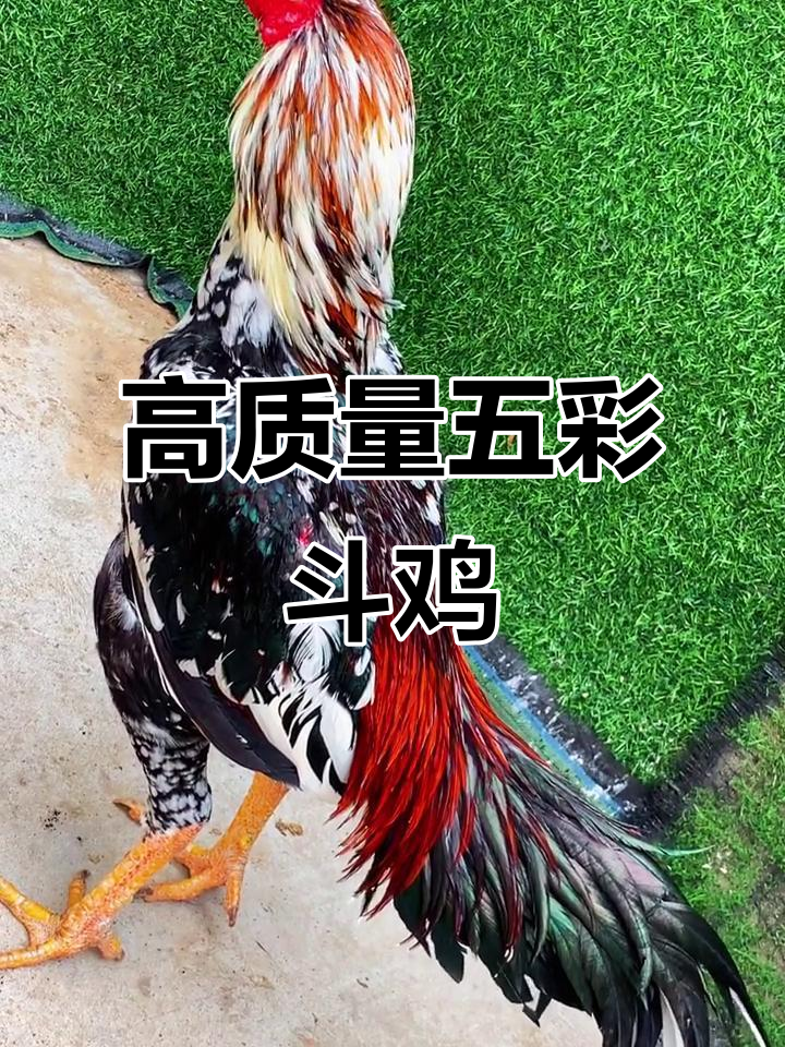 泰国五彩剑尾斗鸡,超重战斗公鸡,龙鳞角与神经腿完美结合