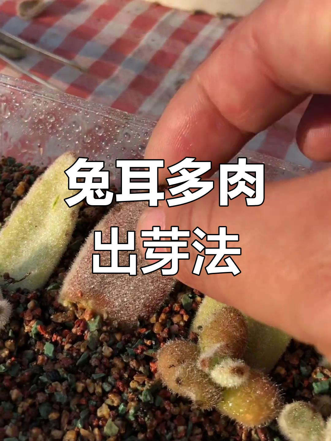 兔耳多肉剪段能发芽吗?