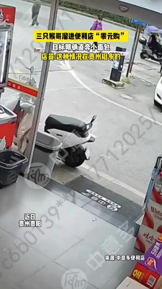 三只猴哥溜进便利店“零元购”，目标明确直奔小面包，店员：这种情况在贵州挺多的（来源：@中意