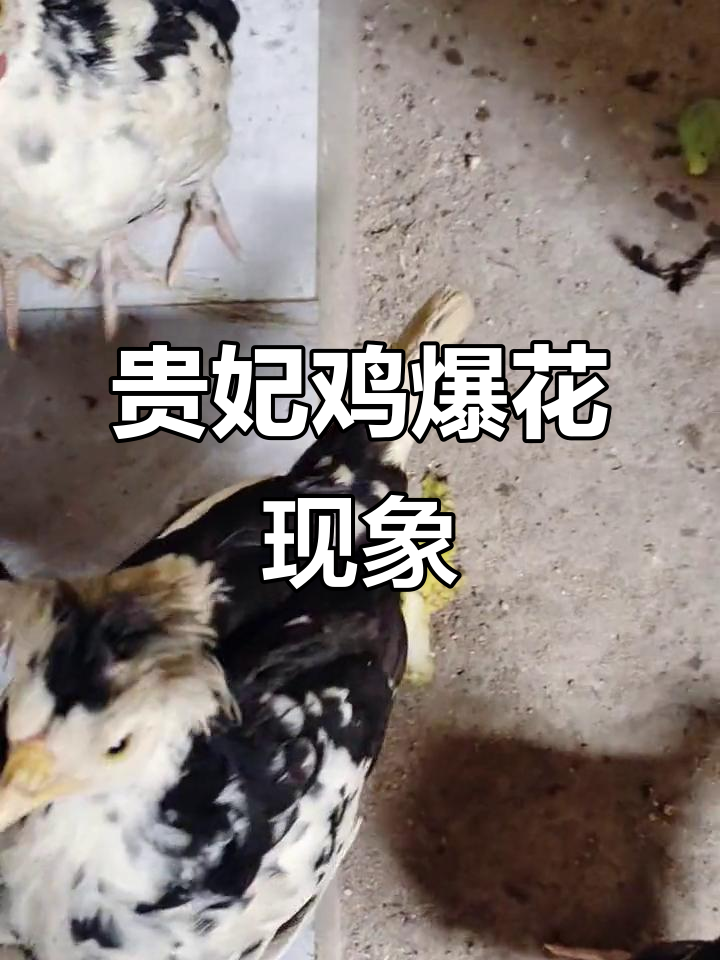 贵妃鸡开始爆花,母鸡白色明显增多,公鸡则保持黑色