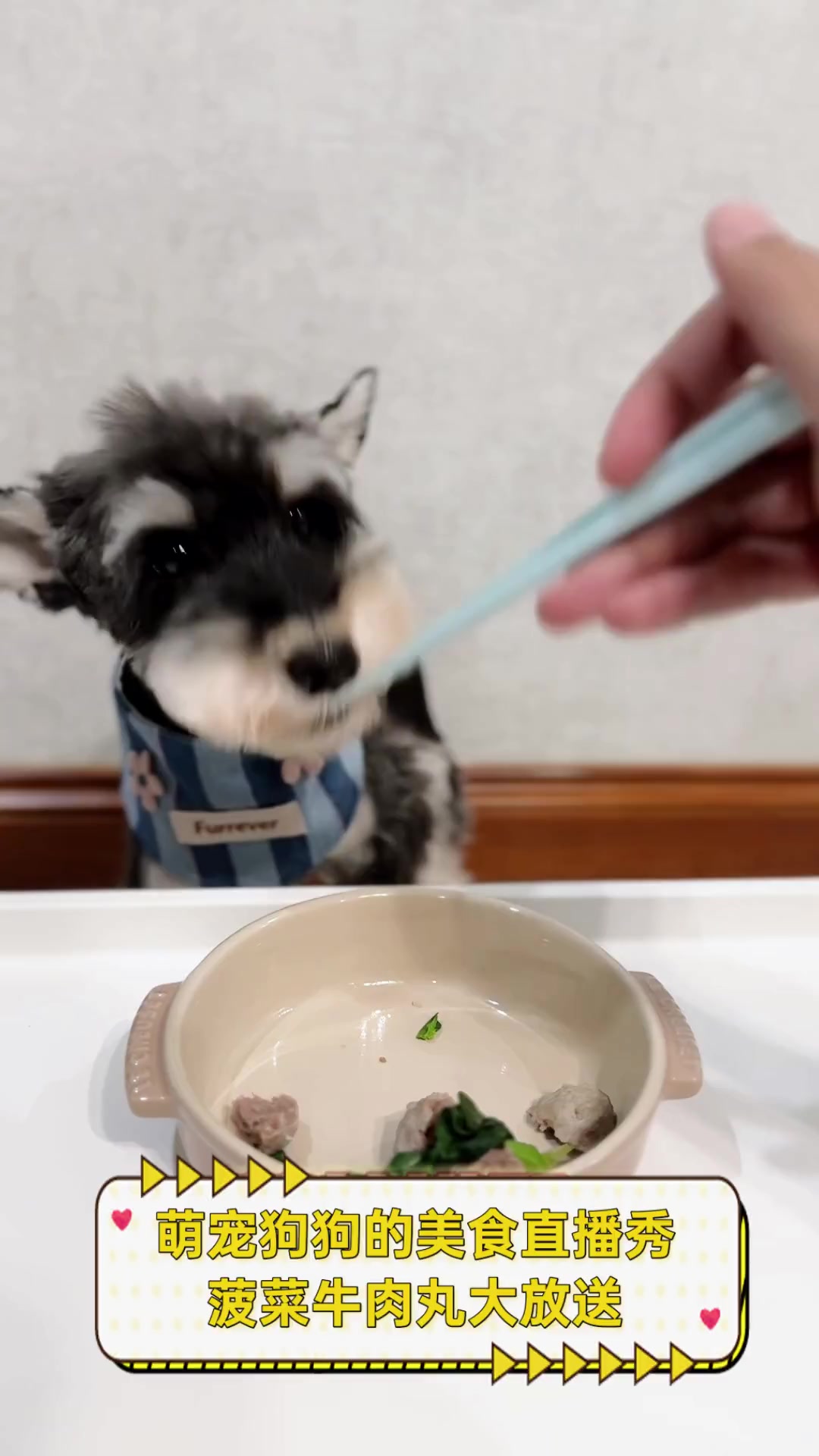萌宠狗狗的美食直播秀,菠菜牛肉丸大放送