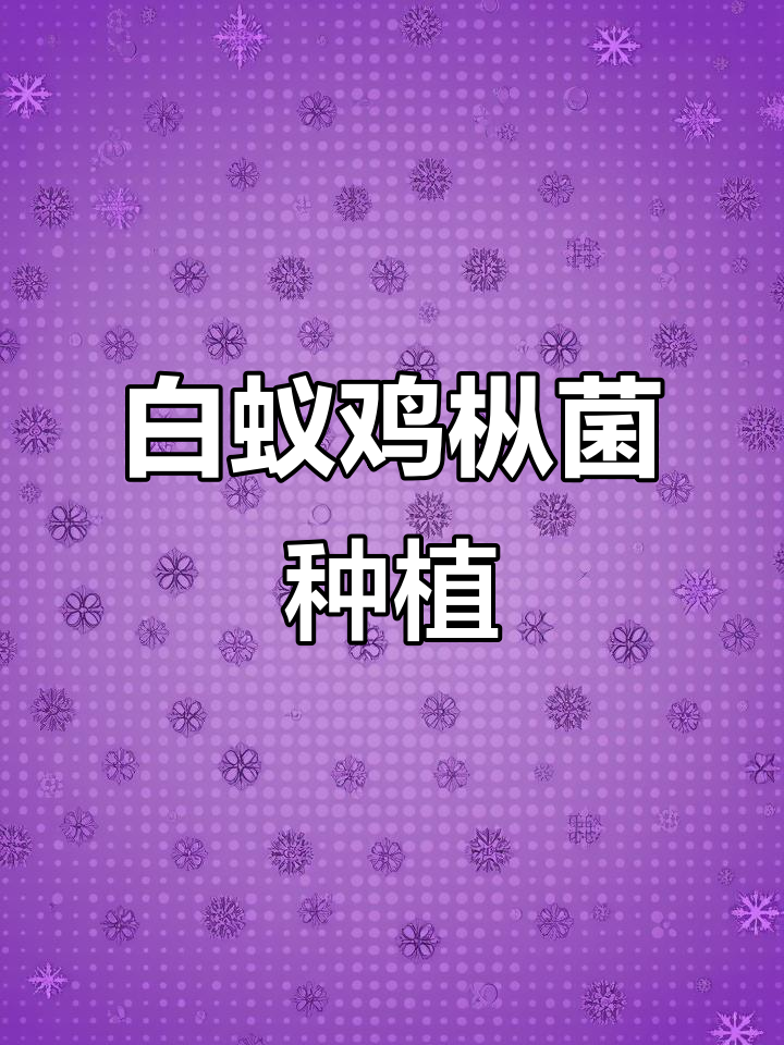 10月四川德昌白蚁鸡枞菌人工种植施工揭秘