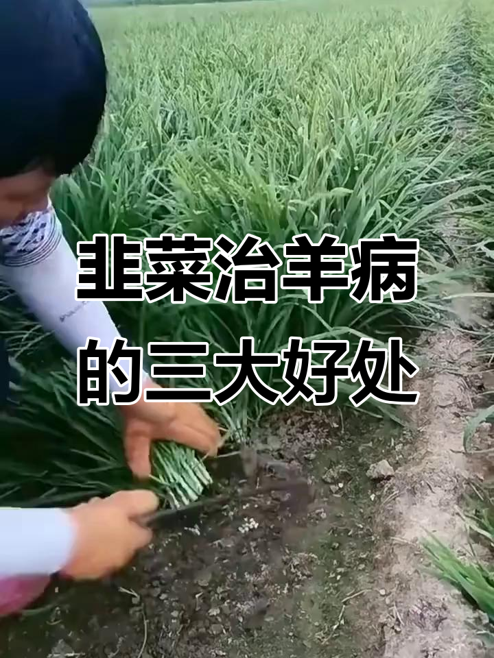 韭菜治羊病,提升活力又排异物