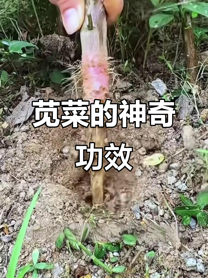9月苋菜正当时,不仅美味根茎还有三大药用价值!