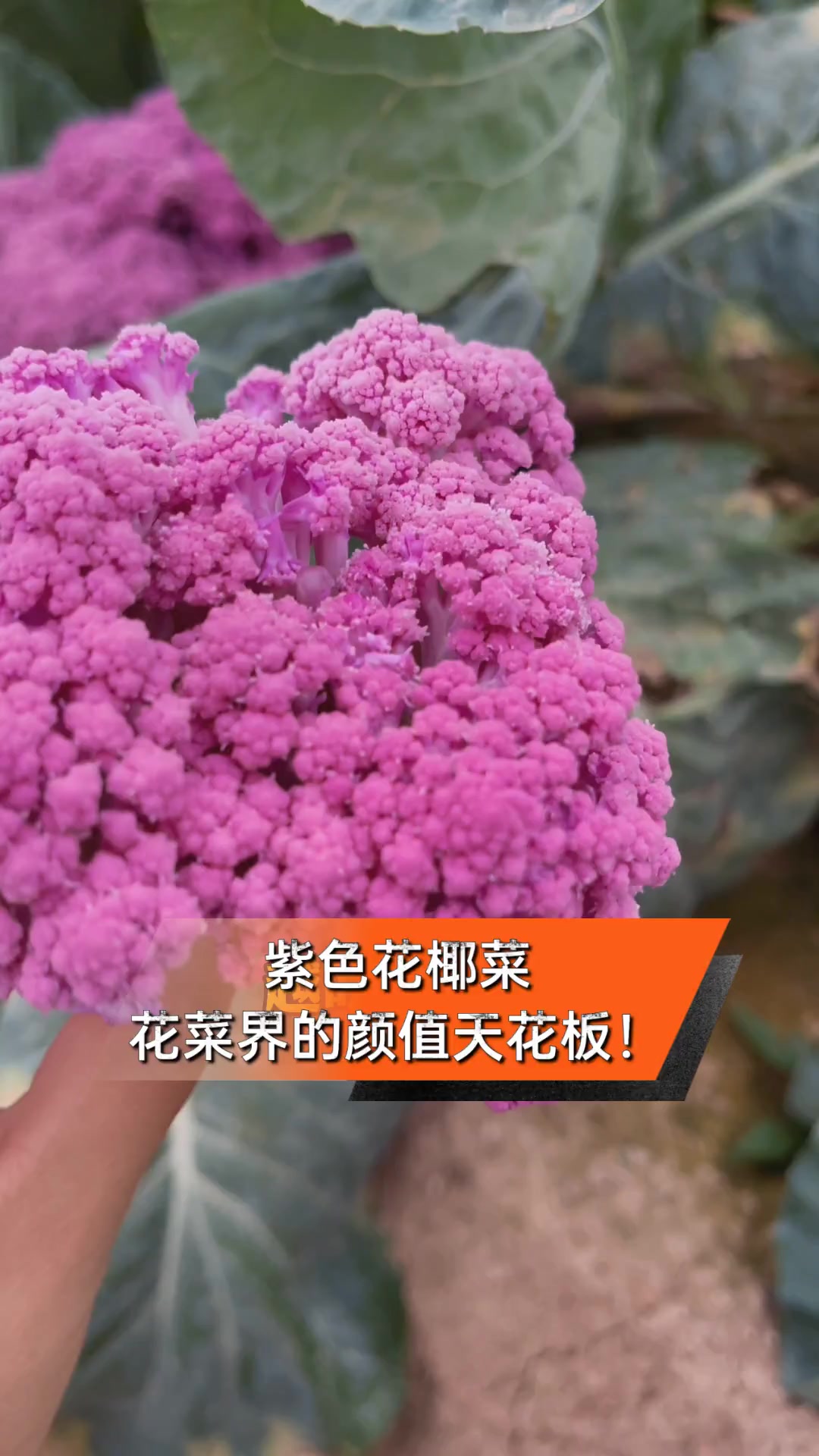 紫色花椰菜,花菜界的颜值天花板!