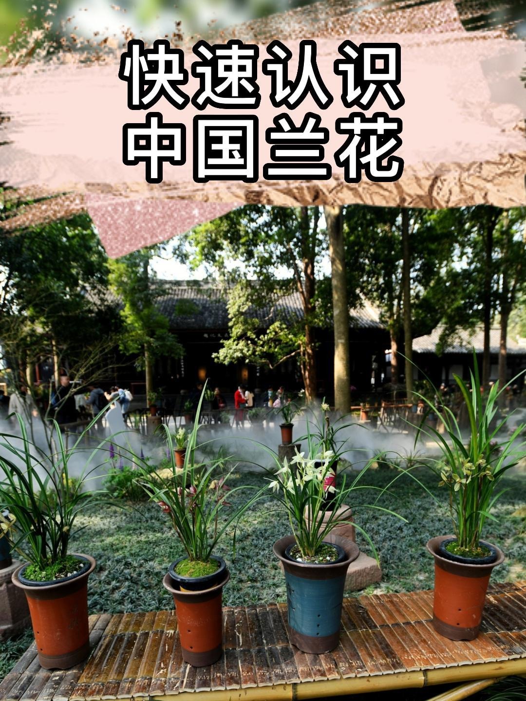 快速认识中国兰花品种