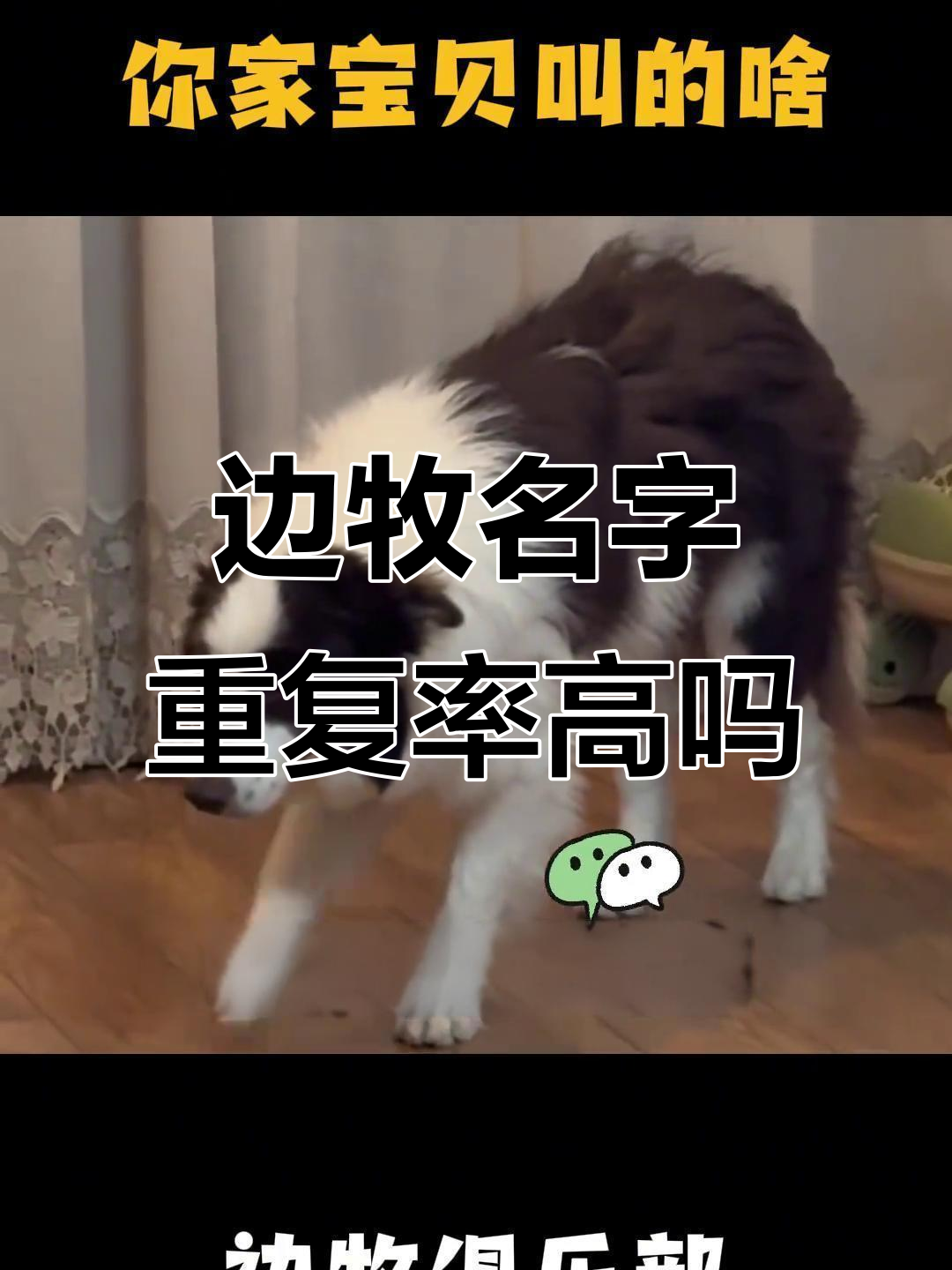 边牧重名率大揭秘,你家宝贝是不是也叫可乐旺财?