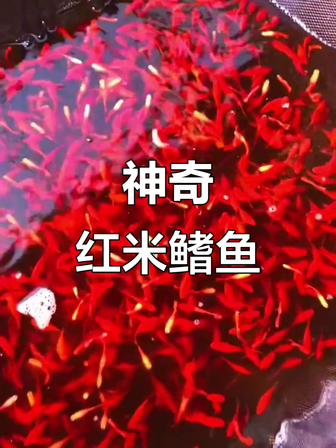 红米鳍鱼:超能生,一缸变百条!