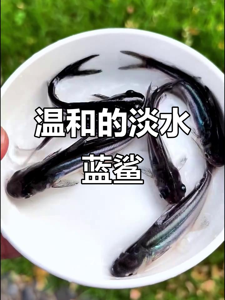 像鲨鱼的淡水蓝鲨,温顺又强悍,鱼缸清洁小能手