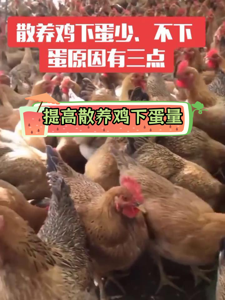 散养鸡产蛋少的原因及解决方案