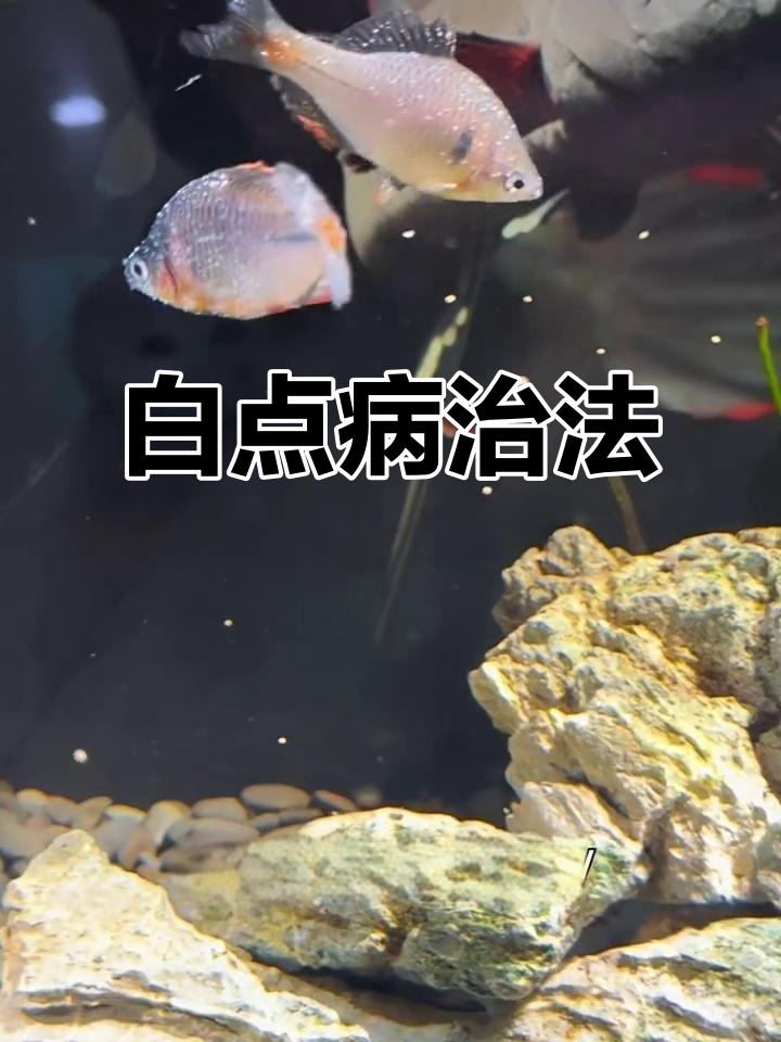 鱼得白点病?别慌,升温30度轻松治愈