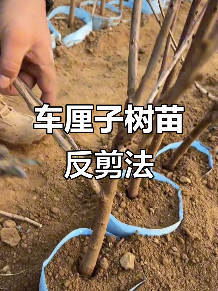 车厘子树苗修剪技巧,轻松打造健康枝条