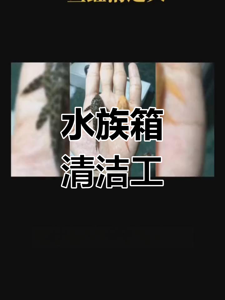 清道夫鱼:水族箱清洁专家