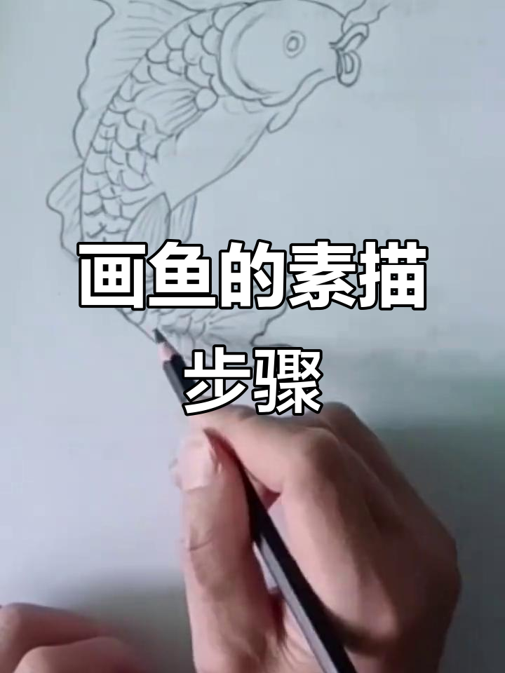 素描鱼形练习,从起笔到成形的技巧解析