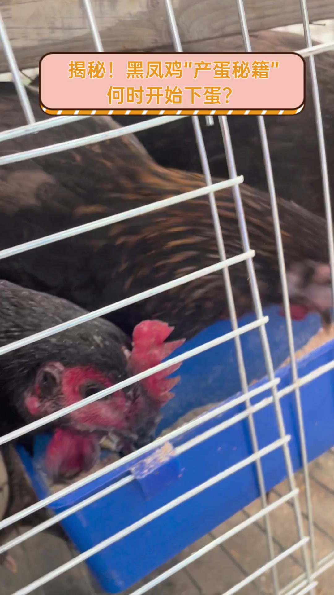 揭秘!黑凤鸡“产蛋秘籍”,何时开始下蛋?