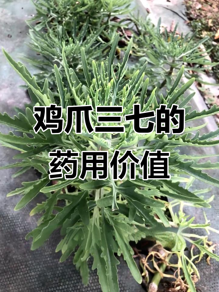 鸡爪三七:一种独特的中草药,全草入药效果惊人