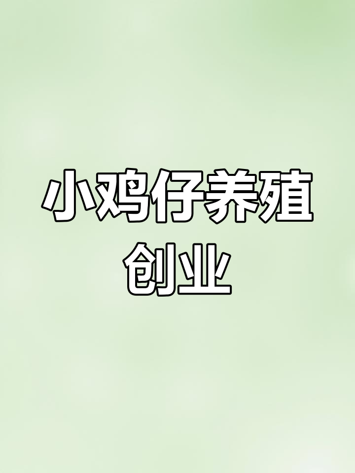 农村养殖土鸡苗,创业新机会